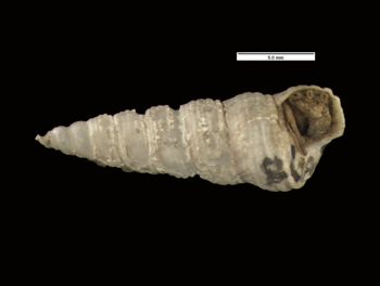 Media type: image; Malacology 154832